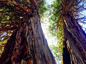 nature inspired lake tahoe trees inspiration