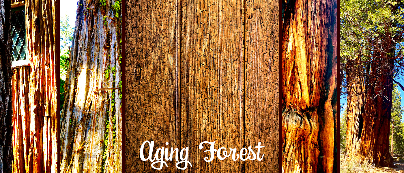 aging forest wood walls faux finish trees inspired by nature