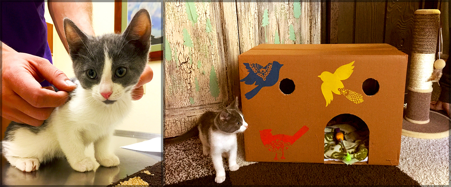 Gus’ Getaway: A Kitten Cardboard Cabin