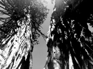 backyard inspiration towering trees black and white photography
