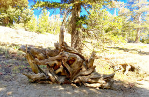 backyard inspiration gnarled tree south lake tahoe