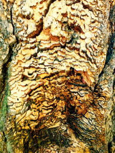 backyard inspiration tree trunk