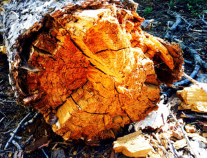 backyard inspiration fallen tree bark natural wood elements
