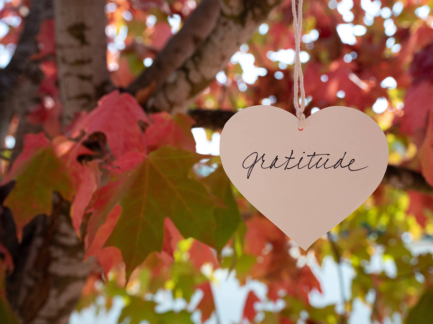 Eat, Drink, And Be Thankful – 15 Daily Gratitude Journal Prompts To Joy